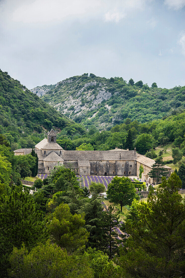 Notre Dame de Senanque abbey, near Gordes, Departement Vaucluse, Provence-Alpes-Cote d´Azur, Provence, France