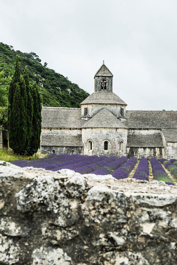 Notre Dame de Senanque abbey, near Gordes, Departement Vaucluse, Provence-Alpes-Cote d´Azur, Provence, France