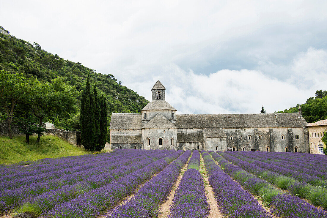 Zisterzienserabtei Notre Dame de Sénanque, bei Gordes, Département Vaucluse, Provence-Alpes-Côte d´Azur, Provence, Frankreich