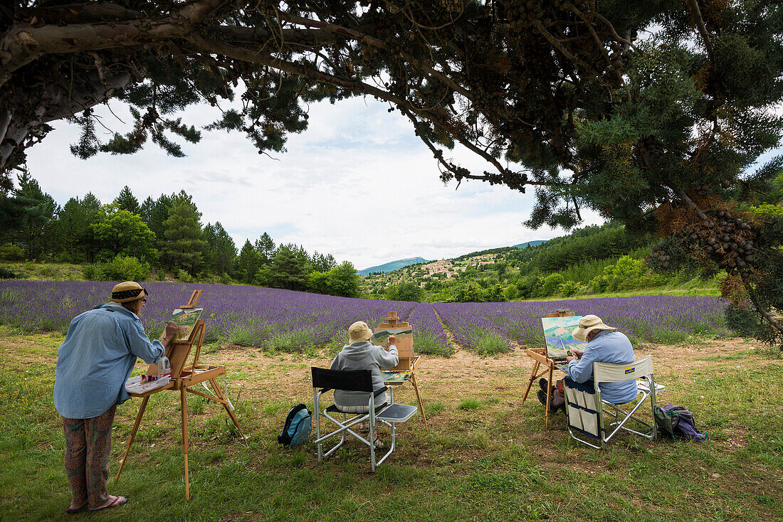 lavender fields and artists, Aurel near Sault, Departement Vaucluse, Provence-Alpes-Cote d´Azur, Provence, France