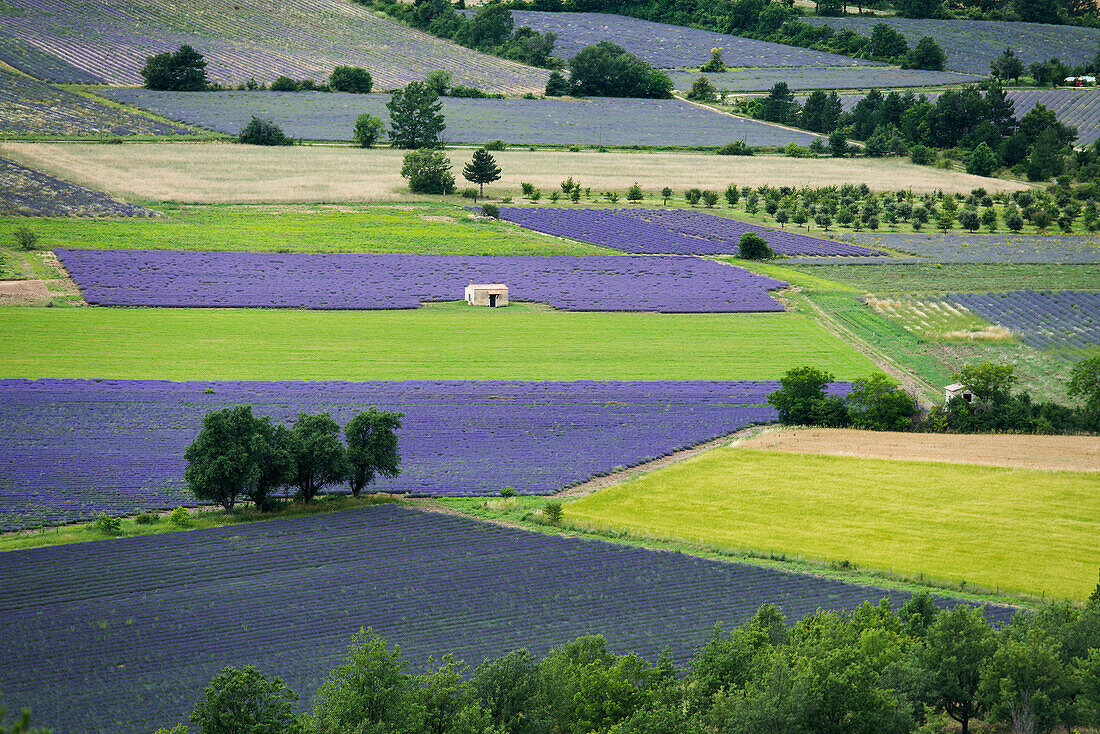 Lavendelfelder, bei Sault, Département Vaucluse, Provence-Alpes-Côte d´Azur, Provence, Frankreich