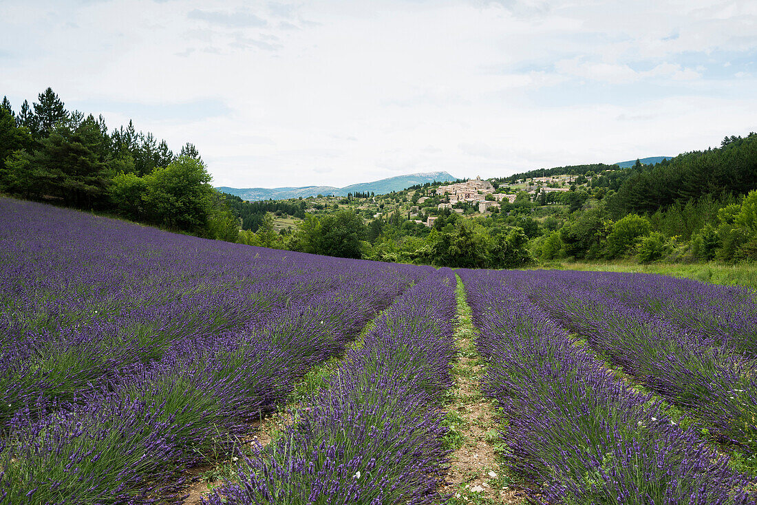 Lavendelfelder, Aurel bei Sault, Département Vaucluse, Provence-Alpes-Côte d´Azur, Provence, Frankreich