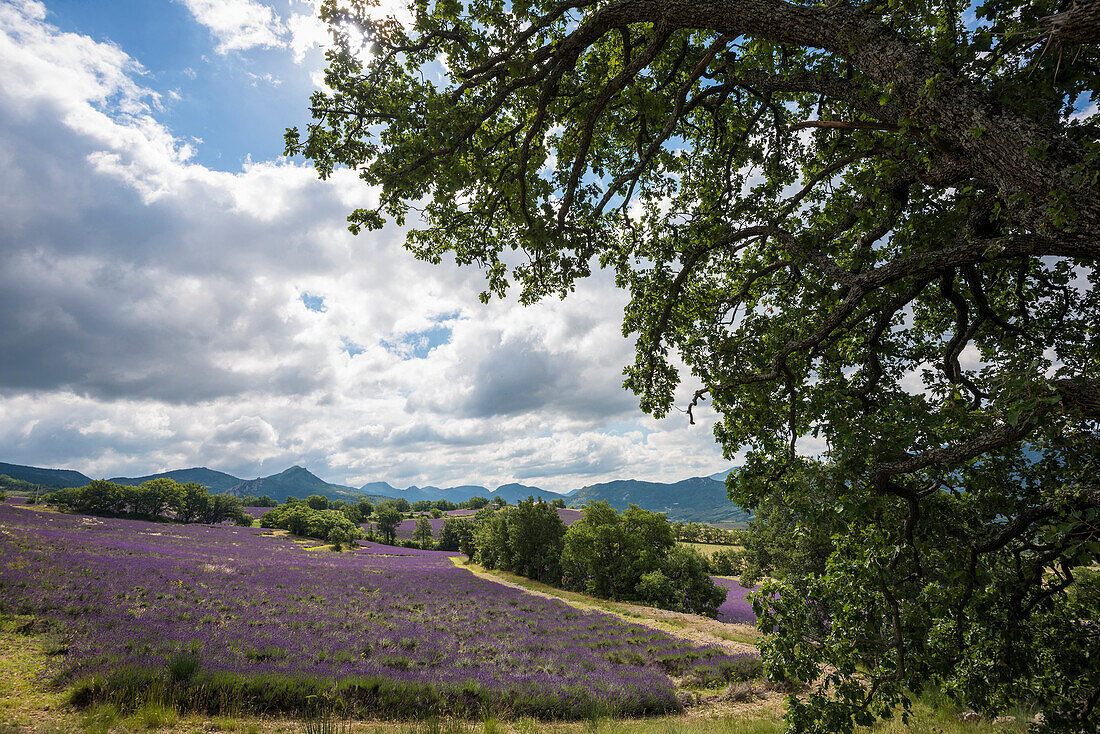 Lavendelfeld bei Sainte-Jalle, Département Drome, Region Rhones-Alpes, Provence, Frankreich