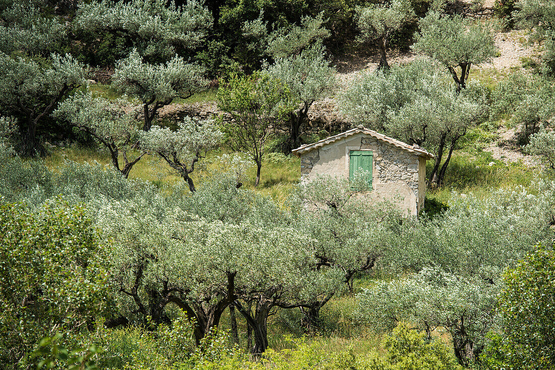 Olivenbäume, bei Buis-les-Baronnies, Département Drome, Region Rhones-Alpes, Provence, Frankreich