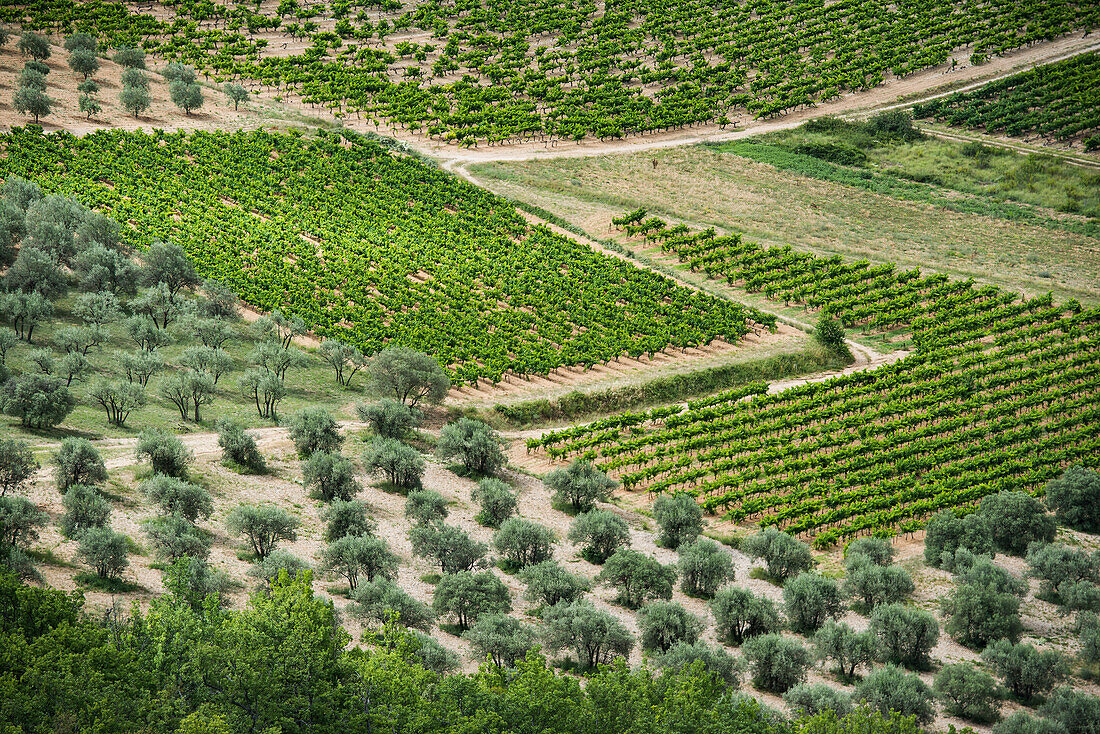 Olivenbäume und Weinreben, bei Buis-les-Baronnies, Département Drome, Region Rhones-Alpes, Provence, Frankreich