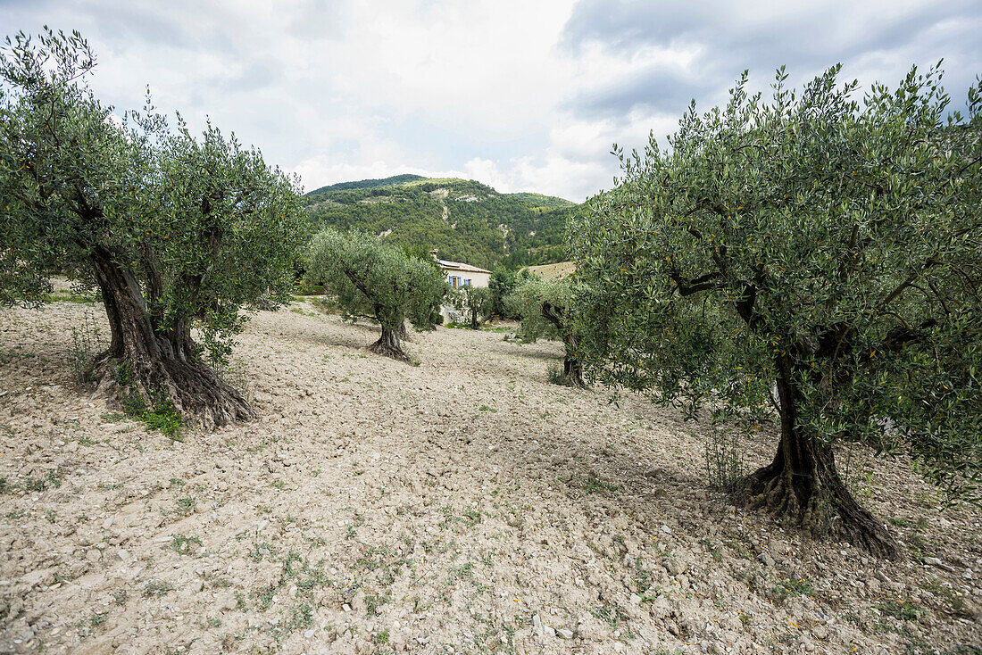 Olivenbäume, bei Buis-les-Baronnies, Département Drome, Region Rhones-Alpes, Provence, Frankreich