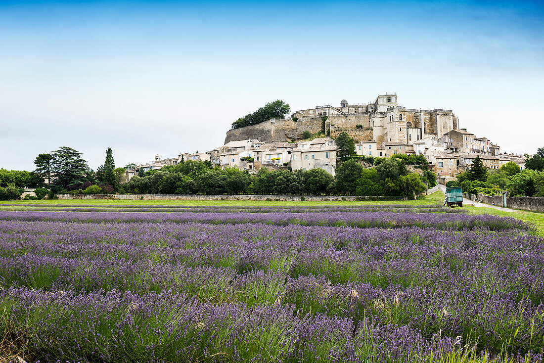 lavender harvest, Grignan, Departement Drome, Region Rhones-Alpes, Provence, France