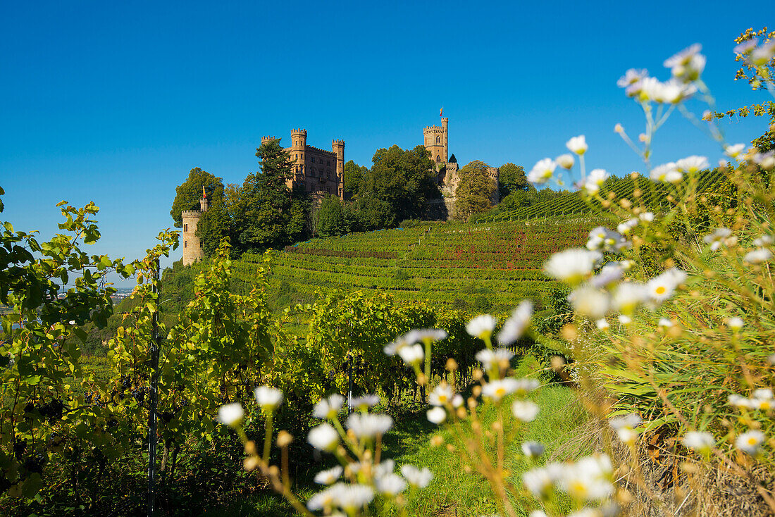 vineyards, Ortenberg Castle, Ortenberg, Ortenau, Black Forest, Baden-Wuerttemberg, Germany