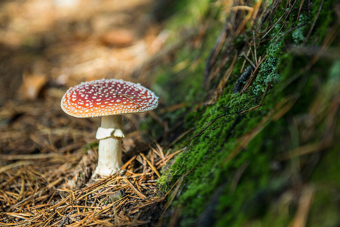 Fly agaric mushroom, Black Forest, Baden-Wuerttemberg, Germany