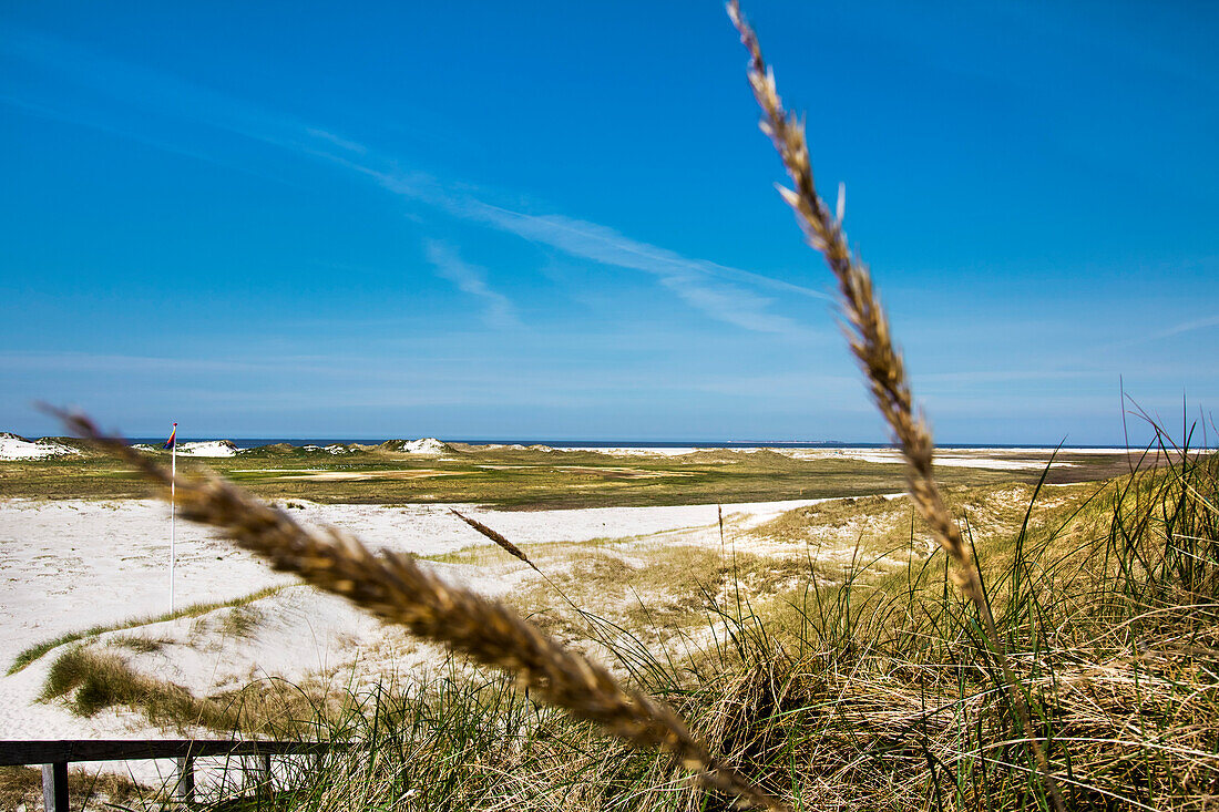 Dunes, Amrum Island, North Frisian Islands, Schleswig-Holstein, Germany