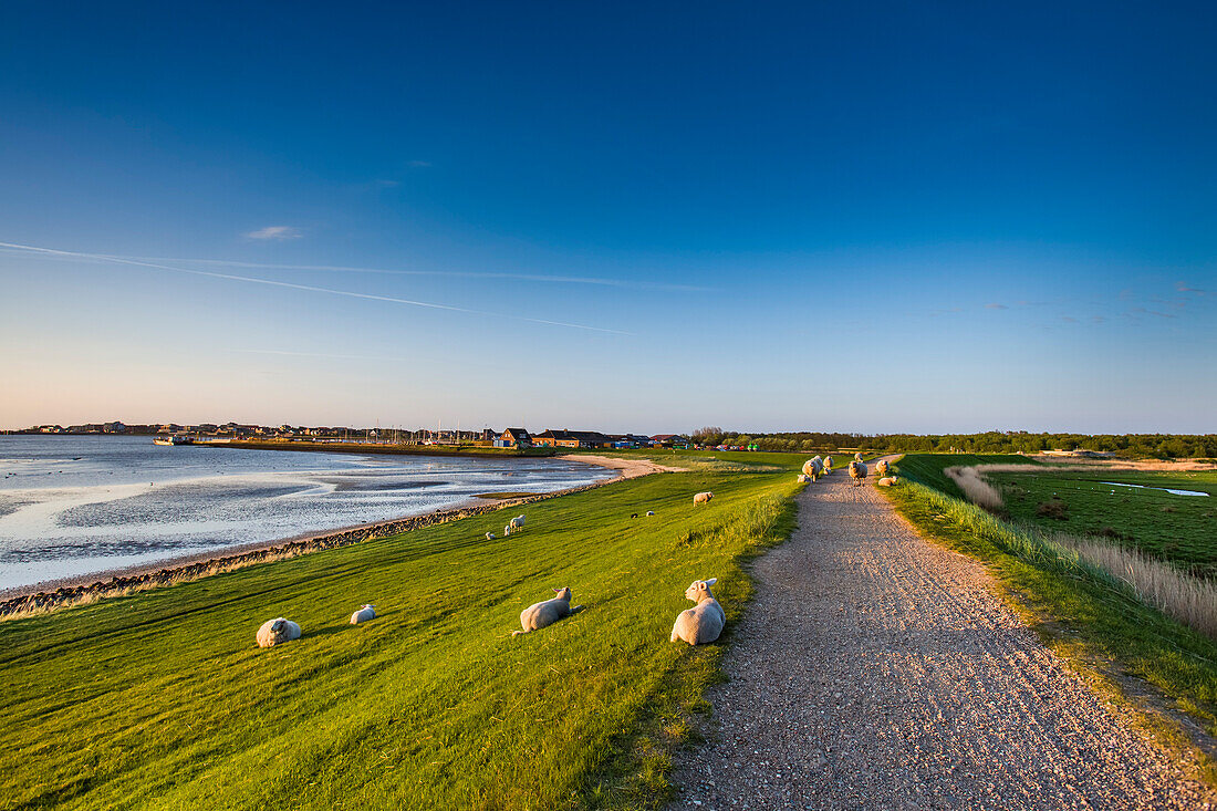 Schafe auf dem Deich, Steenodde, Amrum, Nordfriesische Inseln, Nordfriesland, Schleswig-Holstein, Deutschland