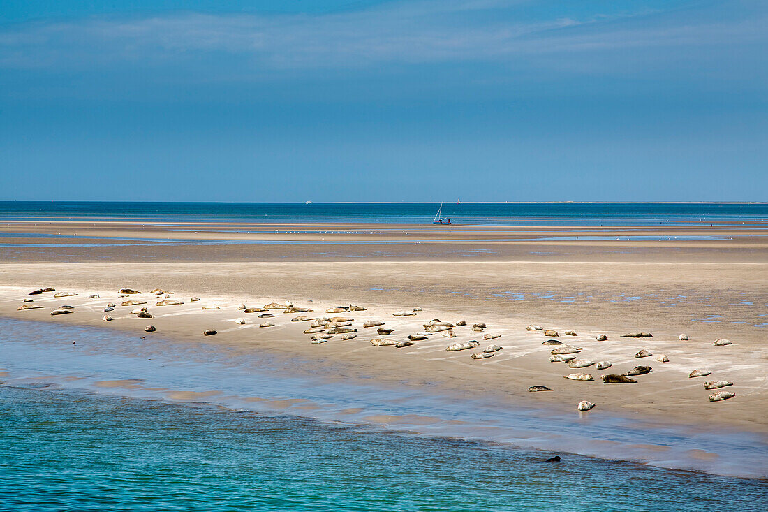 Robben auf einer Sandbank, Hallig Langeneß, Nordfriesische Inseln, Nordfriesland, Schleswig-Holstein, Deutschland