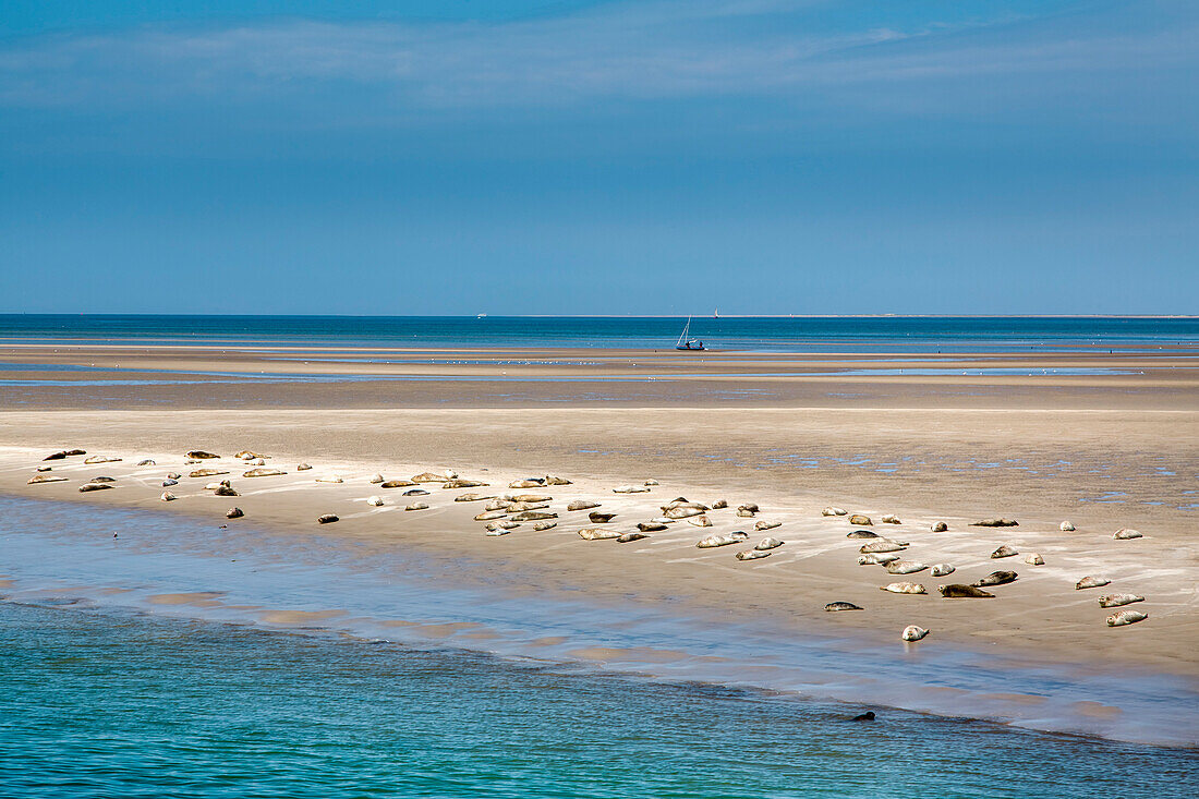 Seals on a sandbank, Hallig Langeness, North Frisian Islands, Schleswig-Holstein, Germany