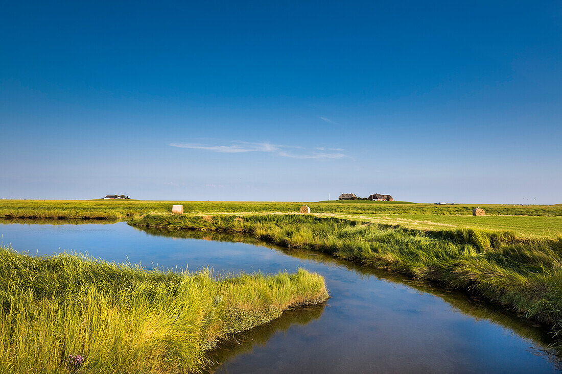 Salzwiesen und Warft, Hallig Langeneß, Nordfriesische Inseln, Nordfriesland, Schleswig-Holstein, Deutschland