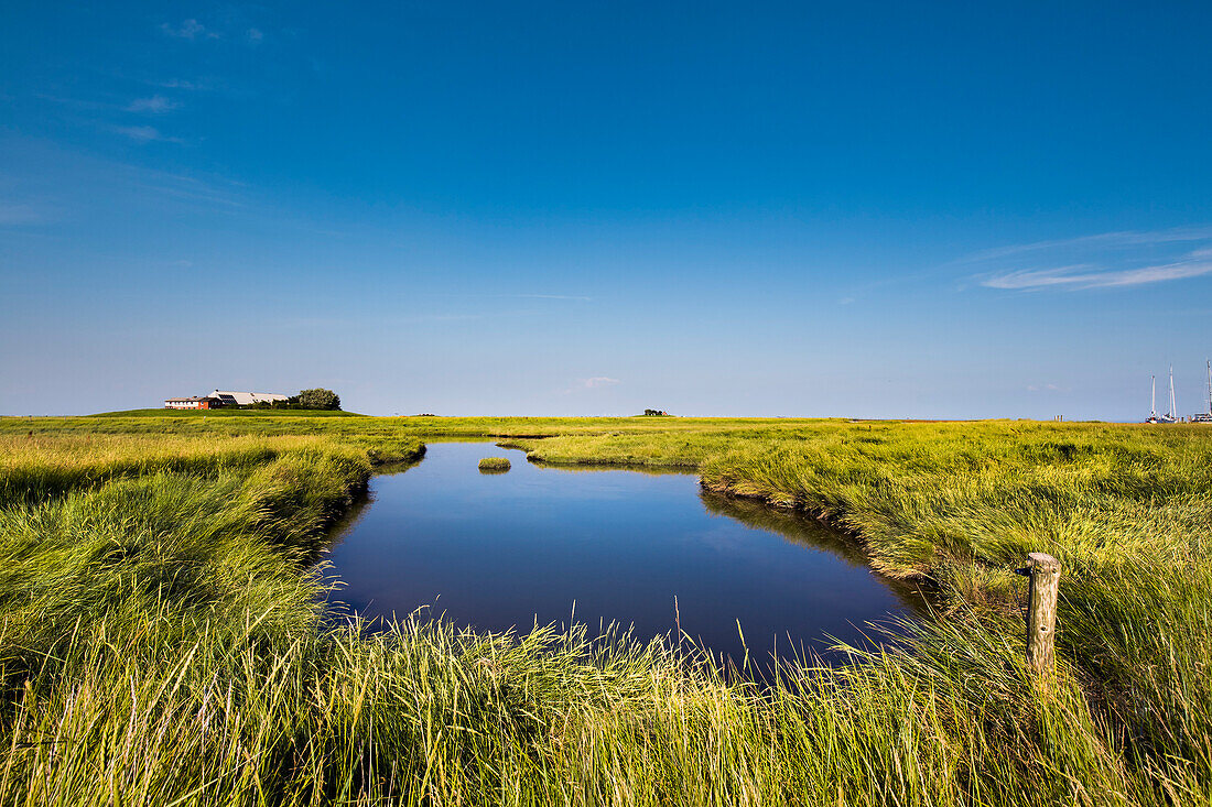 Salzwiesen und Warft, Hallig Langeneß, Nordfriesische Inseln, Nordfriesland, Schleswig-Holstein, Deutschland