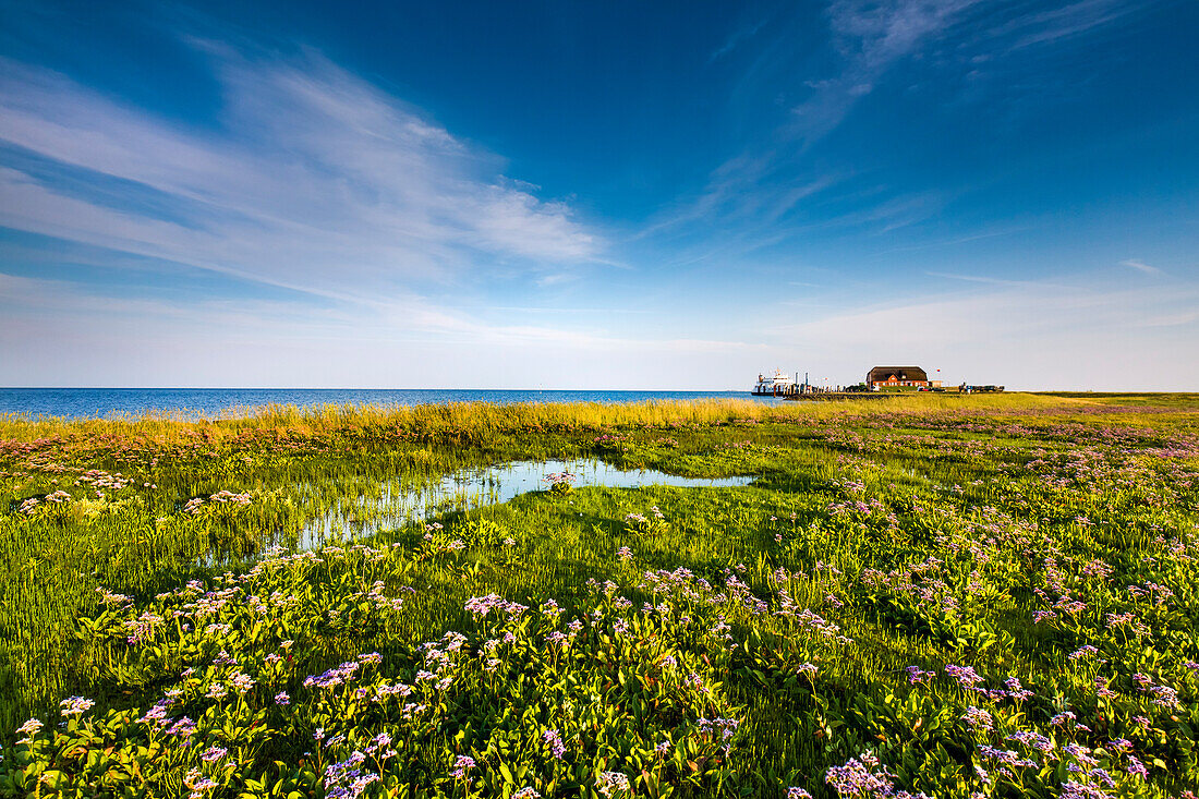 Warft, Hallig Langeneß, Nordfriesische Inseln, Nordfriesland, Schleswig-Holstein, Deutschland