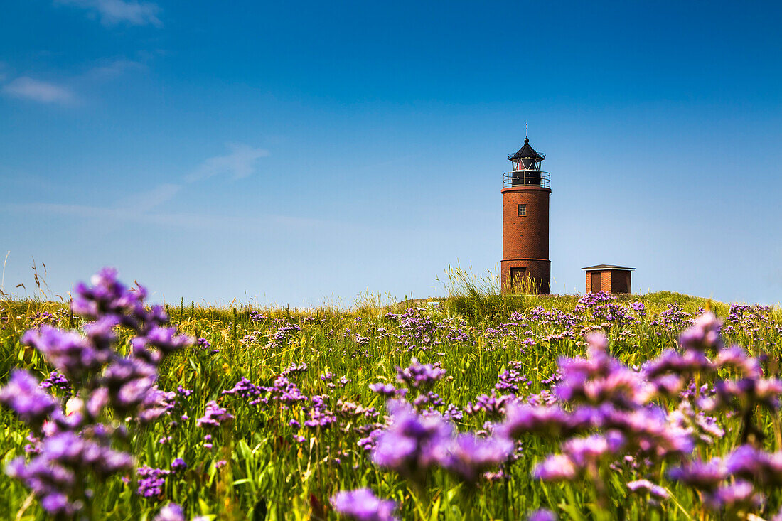 Hallig lilac, lighthouse, Hallig Langeness, North Frisian Islands, Schleswig-Holstein, Germany