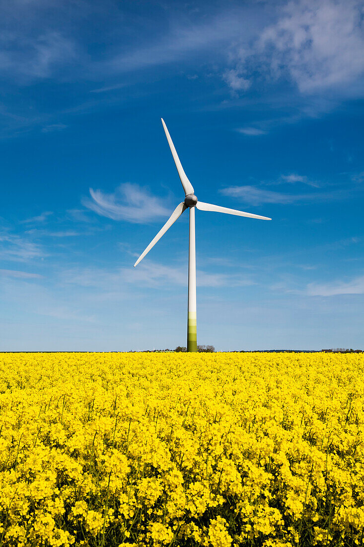 Wind turbine and rape field, Nordstrand Island, North Frisian Islands, Schleswig-Holstein, Germany