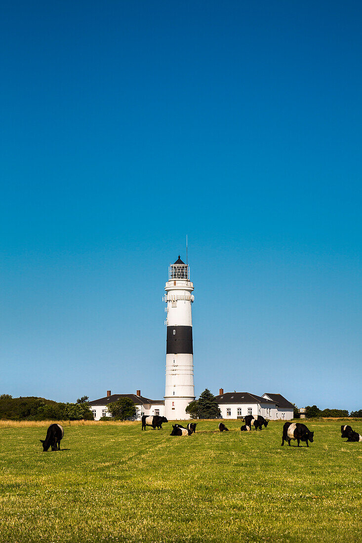 Cows in front of a lighthouse, Kampen, Sylt Island, North Frisian Islands, Schleswig-Holstein, Germany