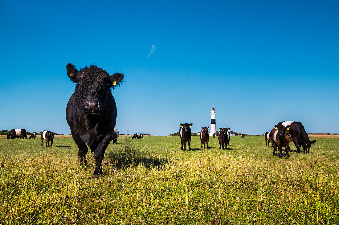 Cows in front of a lighthouse, Kampen, Sylt Island, North Frisian Islands, Schleswig-Holstein, Germany