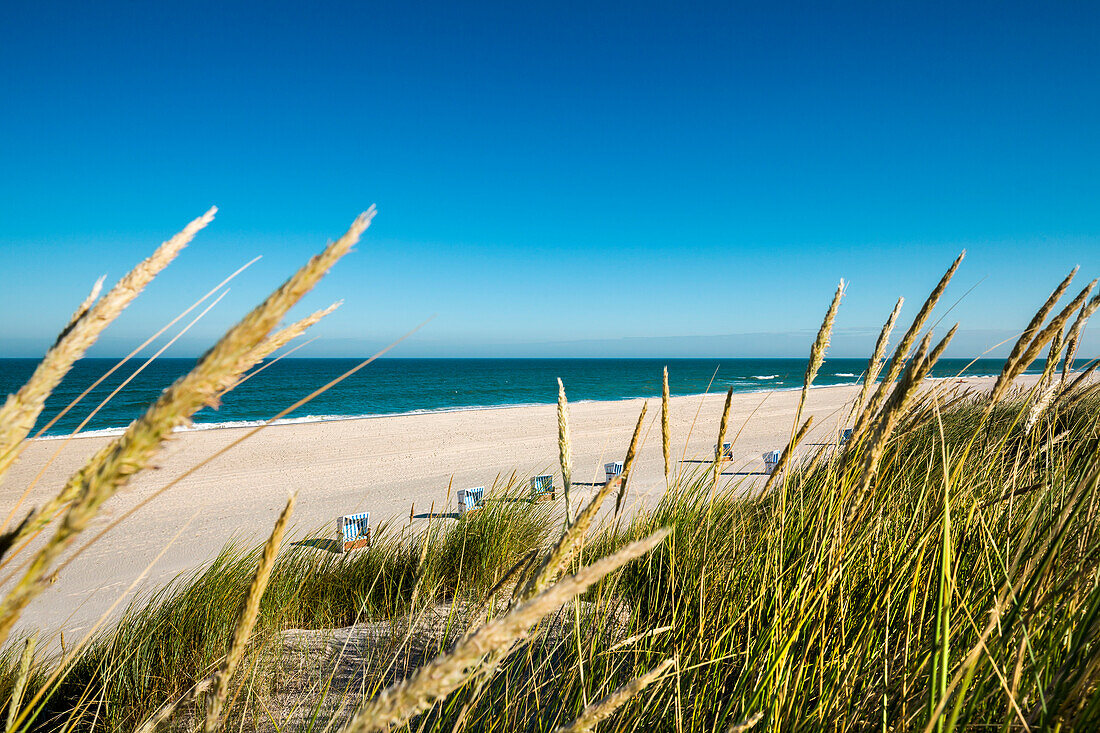 Beach chairs and dunes, Sylt Island, North Frisian Islands, Schleswig-Holstein, Germany