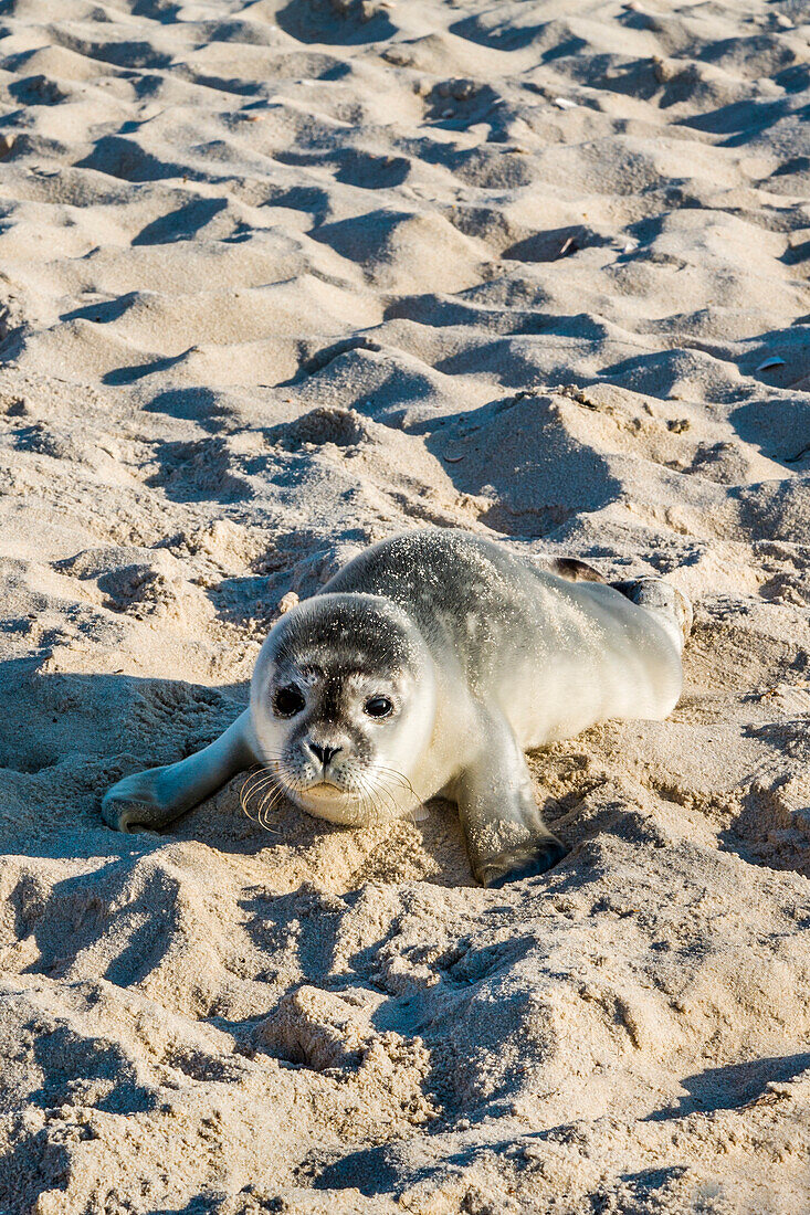 Small seal on the beach, Sylt Island, North Frisian Islands, Schleswig-Holstein, Germany
