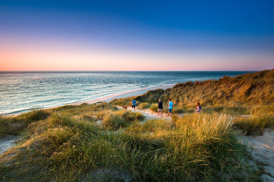 Dünen, Ellenbogen, Sylt, Nordfriesland, Schleswig-Holstein, Deutschland