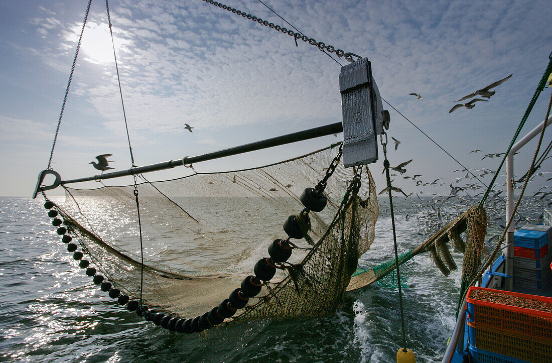 Krabbenkutter im Wattenmeer, Nordseeküste, Schleswig Holstein, Deutschland