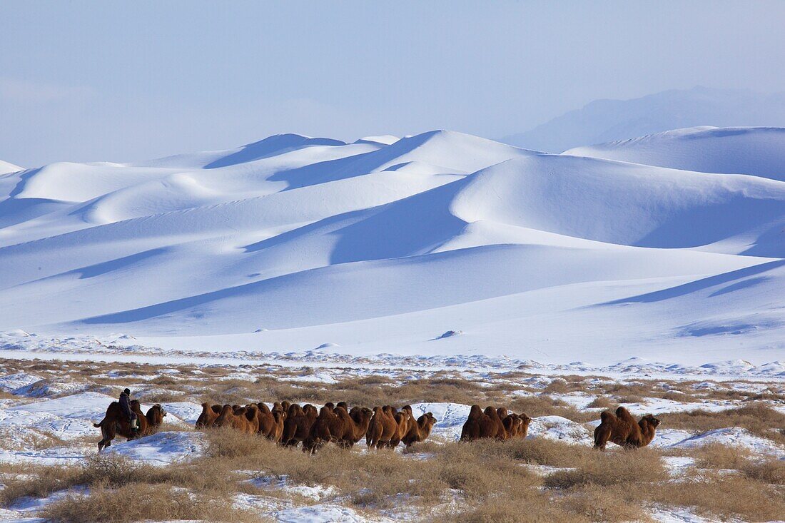 Kamele in den schneebedeckten Sanddünen des Khongor Els in der Wüste Gobi, Mongolei