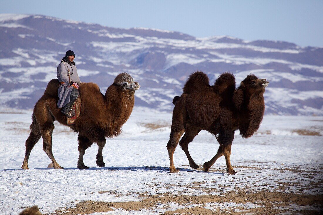 mongolischer Nomade reitet auf einem Kamel in der Wüste Gobi im Winter, Mongolei
