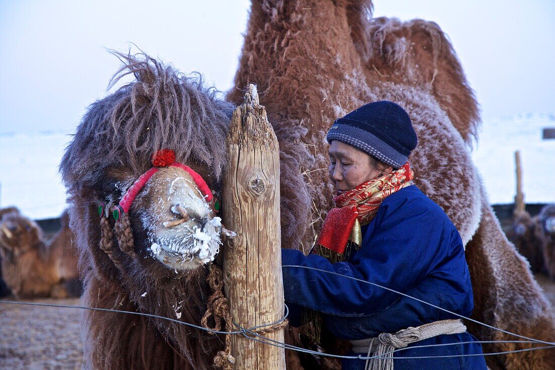 mongolische Nomadin mit Kamel im Winterlager, Wüste Gobi, Mongolei