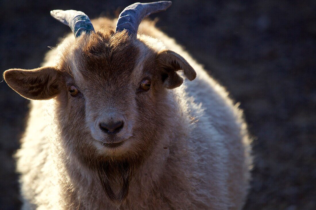 Cashmere goat, Mongolia