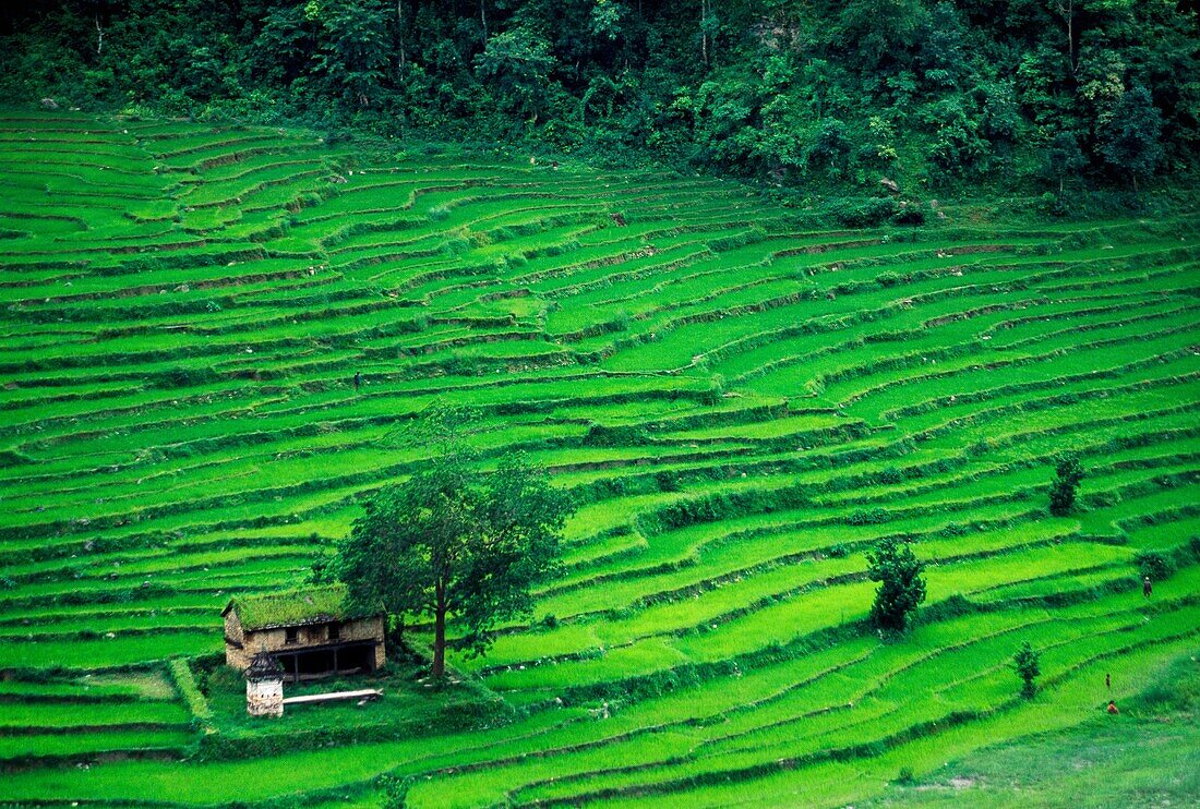 Rice field  Between Kodari and Kathmandu  Himalaya  NEPAL.
