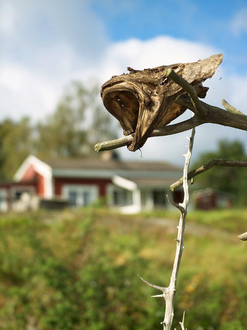 A dried fish head on a stick