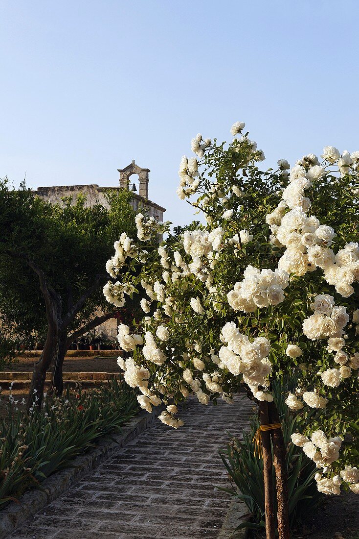 Garden path with white rose bush and a view of a bell tower