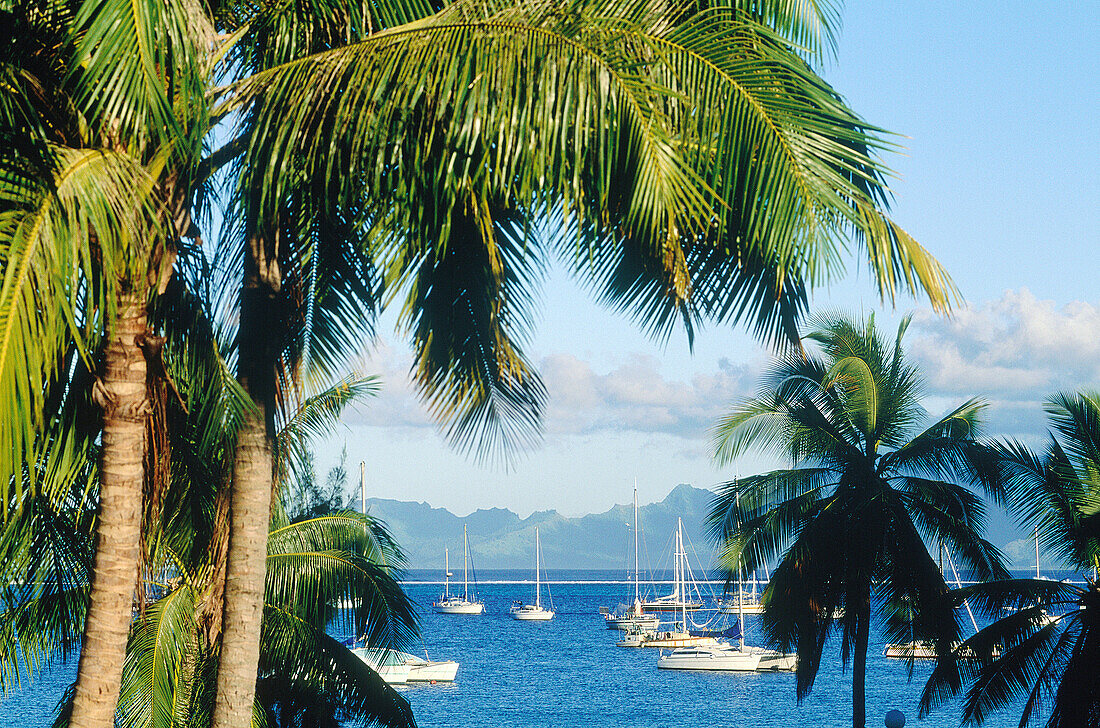 FRENCH POLYNESIA.TAHITI.MOOREA ISLAND AND MOORED SAILING BOATS VIEW FROM PUNAAUIA.