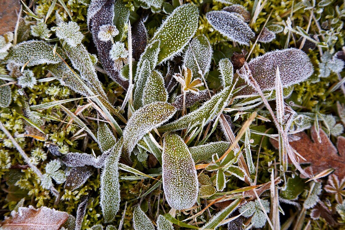 Frozen grass, Aizpea, Zerain, Gipuzkoa, Euskadi, Spain