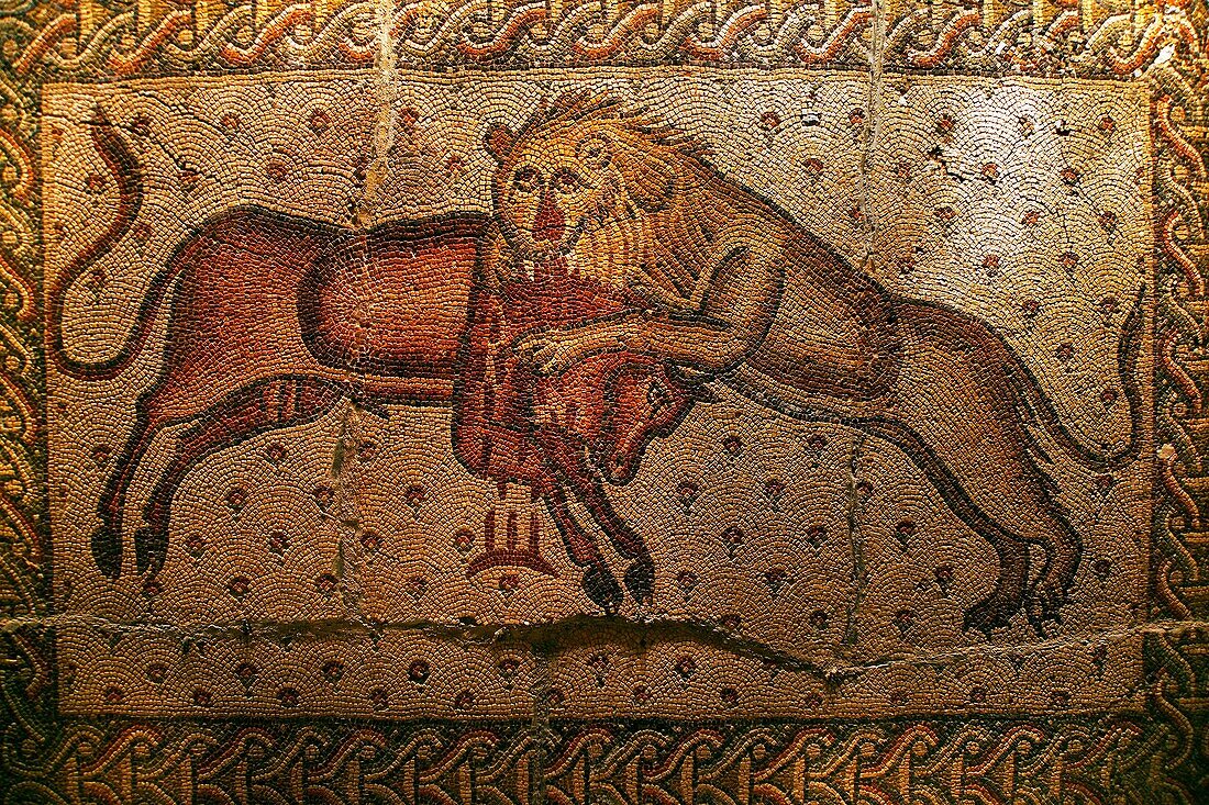 6th century mosaic of a lion with a bull, inside the Khan Murat Basha (16th century) home to the city museum, Maarat al-Numaan, Syria