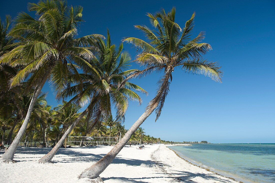 PALM TREES SMATHERS BEACH KEY WEST FLORIDA USA