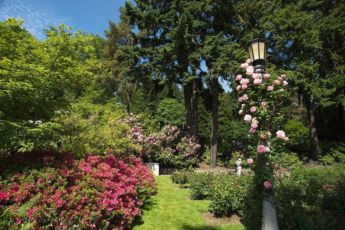 INTERNATIONAL ROSE TEST GARDEN WASHINGTON PARK PORTLAND OREGON USA