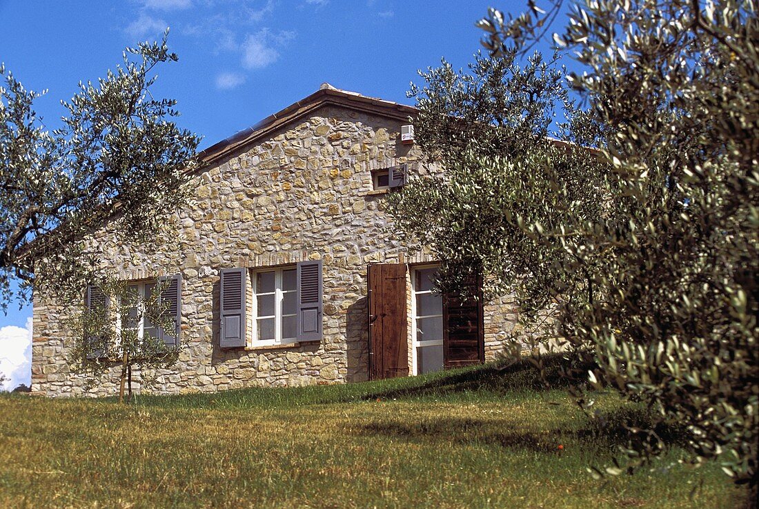 Garden with olive trees in front of the gabled end of a rustic building with windows and a terrace door