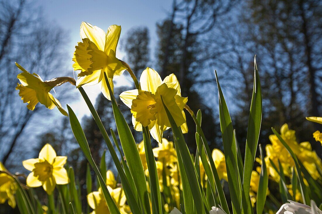 Mackinac Island, Michigan  Backlit Daffodils