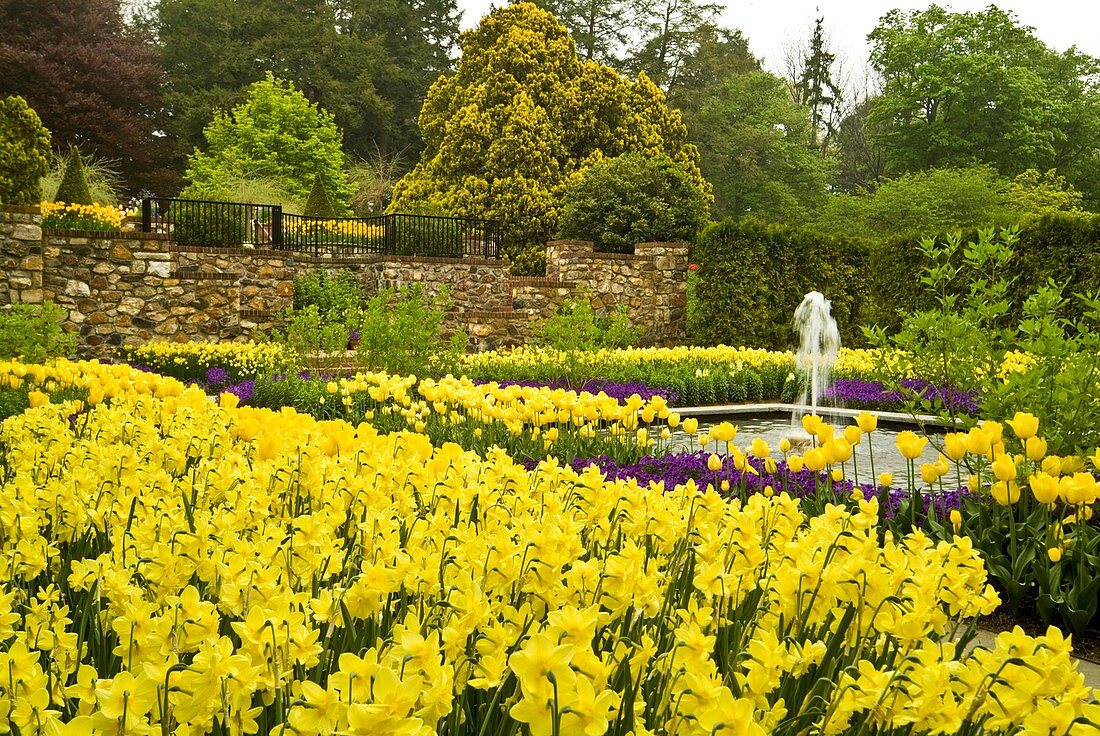 Longwood Garden, Kennett Square, Chester County, Pennsylvania, plants, flowers, flowering bulbs, yellow daffidils, flower bed