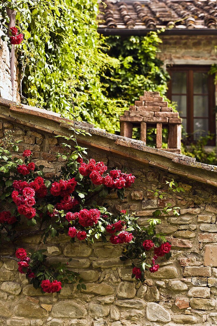 Rote Rosen beranken alte Natursteinmauer eines Anbaus