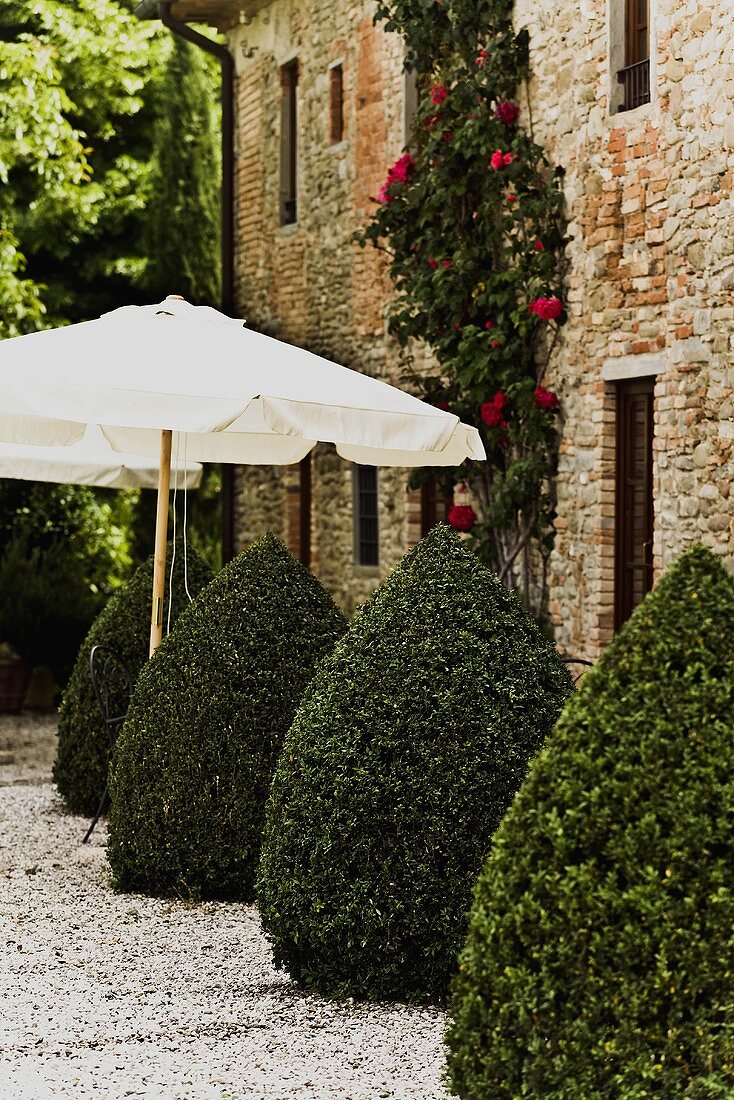 Cone shaped boxwood (topiary) and white sun umbrella in front of an old brick facade of a Mediterranean home