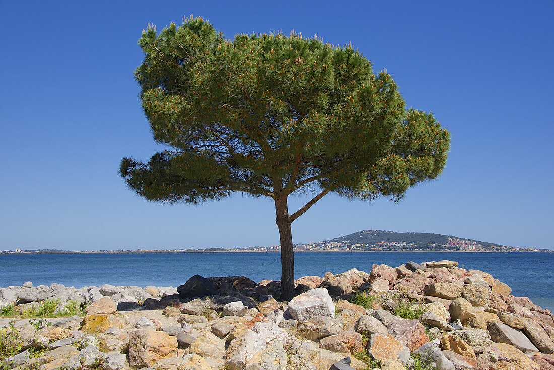 Rocky coast and tree, with Sete town and harbor in the background, Meze, Herault 34, Languedoc Roussillon region, France.