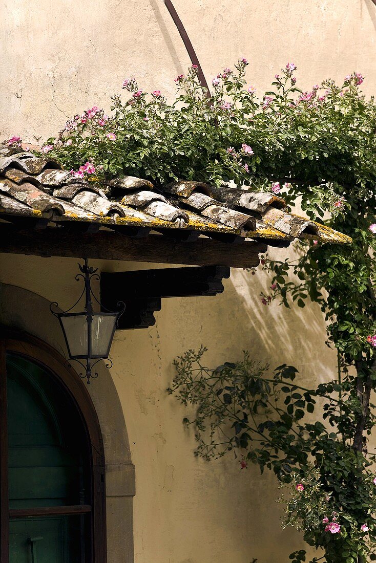 A vine climbing vine on the portico of an entryway