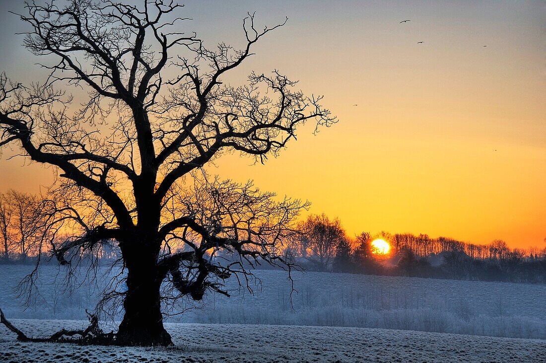 winter,sunrise ,sussex,england,uk,europe