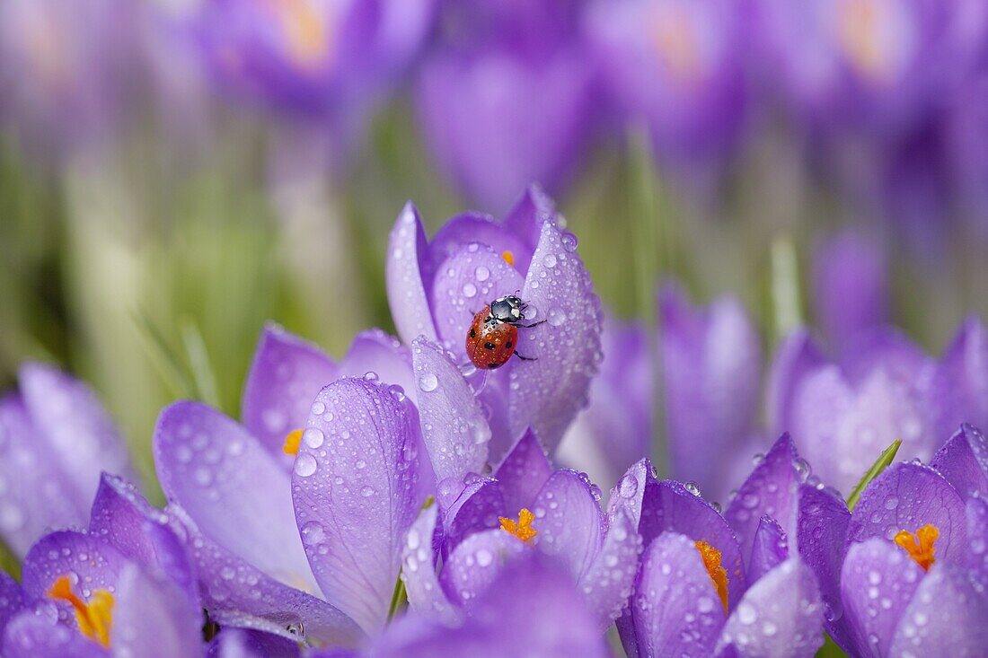 Spring Crocus and Ladybird Norfolk february