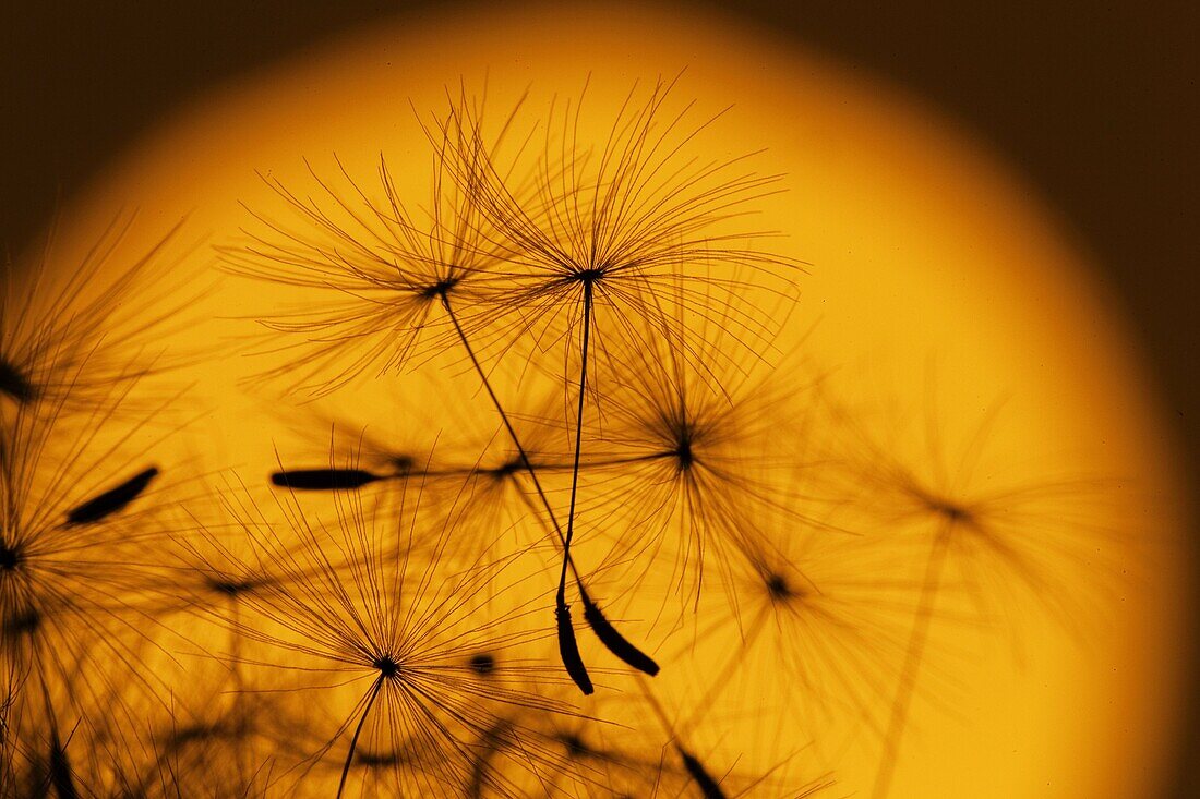 Dandelion Taxaxacum officinale seed head at Sunset